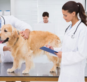 veterinarian at work